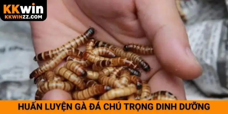 Huấn luyện gà đá chú trọng dinh dưỡng