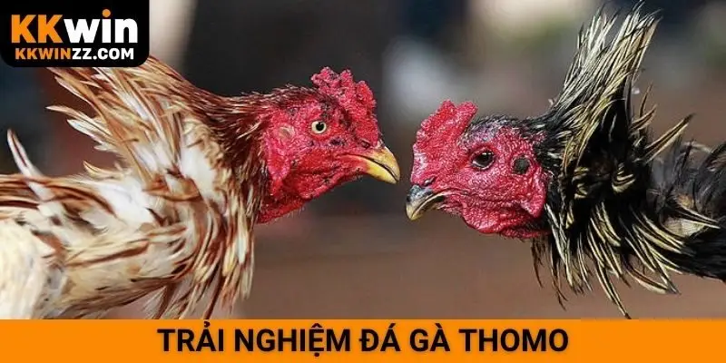 Trải nghiệm đá gà Thomo